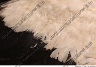 feathers 0004